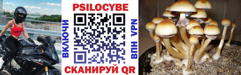 Псилоцибиновые грибы прущие грибы  купить наркоту  Балей 